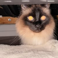 looping, chat à adopter