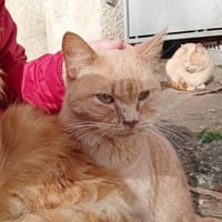 Corsica Sauvagnon 16, chat à adopter