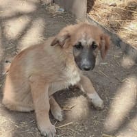 Leshka, chienne à adopter