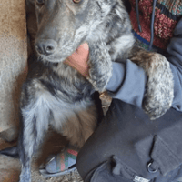 Lunelle, chienne à adopter