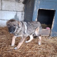 Nukie, chienne à adopter