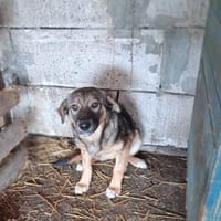 Orma, chienne à adopter