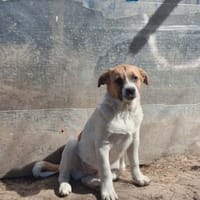 Crooki, chien à adopter