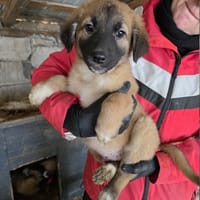 Hopi, chien à adopter
