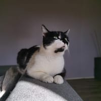 Bran, chat à adopter