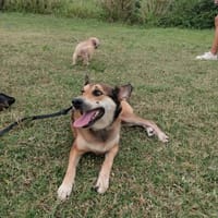 Belle Demoiselle, chienne à adopter