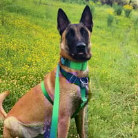 SAIKO, chien à adopter