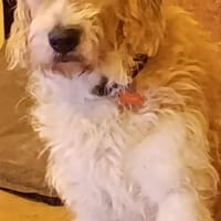 SHANTI, chien à adopter