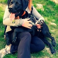 LOTUS, chien à adopter