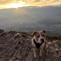 ROSY, chienne à adopter