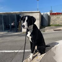 ATLAS, chien à adopter