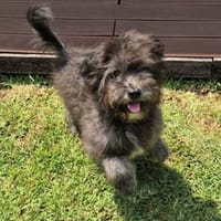 Roumie, chienne à adopter