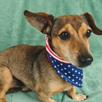 Arold, chien à adopter