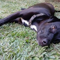 Whoopy, chienne à adopter