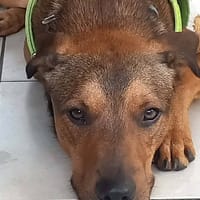 Baloo, chien à adopter