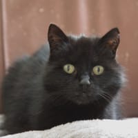 Schanulleke, poezen ter adoptie
