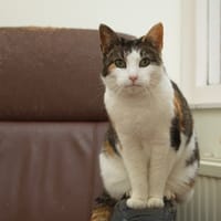 Twiggy, poezen ter adoptie