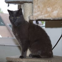 Pinky, katers ter adoptie