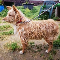 Abril, perra en adopción