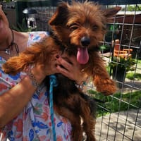 Kitty, perra en adopción