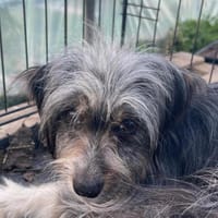 B777 wer gibt mir ein zu Hause 🍀, Hündin zur Adoption