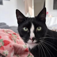 Sully sucht seinen neuen Menschen, Kater zur Adoption