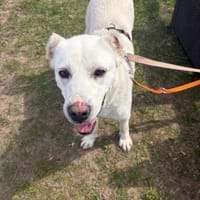 Zuhause gesucht für Elsa!, Hündin zur Adoption