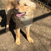 CHARLY wartet immer noch, Hund zur Adoption