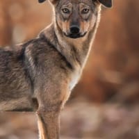 Kinushi möchte endlich richtig ankommen, Hündin zur Adoption