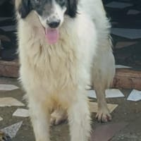 THEO, Hund zur Adoption