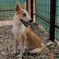 NICO - wird immer übersehen..., Hund zur Adoption