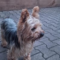 🚨 SOS  DRINGEND PFLEGESTELLE GESUCHT, Hund zur Adoption