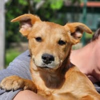 Hope sucht ihr Familienglück, Hündin zur Adoption