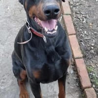 DENNIS, Hund zur Adoption