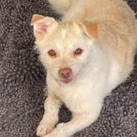 Willow💕möchte nur bei dir sein, Hündin zur Adoption