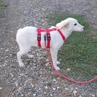 LOTTA - Zuhause gesucht, Hündin zur Adoption