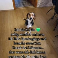 Merlin und Betty suchen dringend, Hund zur Adoption