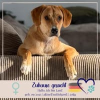 Lani - tolle gelehrige Junghündin, Hündin zur Adoption