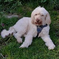 !! LISA sucht zum zweiten Mal !!, Hündin zur Adoption