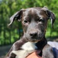 Elias, ein  Wirbelwind sucht Action, Hund zur Adoption