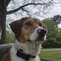 Kaju sucht ihr Zuhause, Hündin zur Adoption