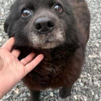 BOBBY - in 21481 Lauenburg (Elbe), Hund zur Adoption