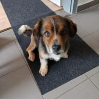 Süßer Opi Candido, Hund zur Adoption