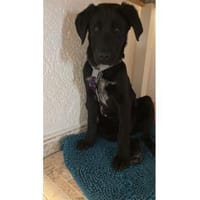 Thorri - wartet in 66333 Völklingen, Hund zur Adoption