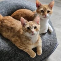TOM & JERRY - geb. ca. 05/2023, Kater zur Adoption