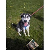 Amina - wartet in 83052 Bruckmühl, Hündin zur Adoption
