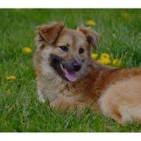 Ellisa - wartet in 61250 Usingen, Hündin zur Adoption