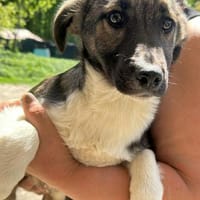 Anton ich suche meine Menschen, Hund zur Adoption
