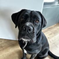 Traumhündin Karma sucht ihr Zuhause, Hündin zur Adoption