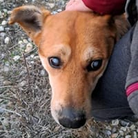 STEVIE - man sieht nur mit dem Herzen gu, Hund zur Adoption